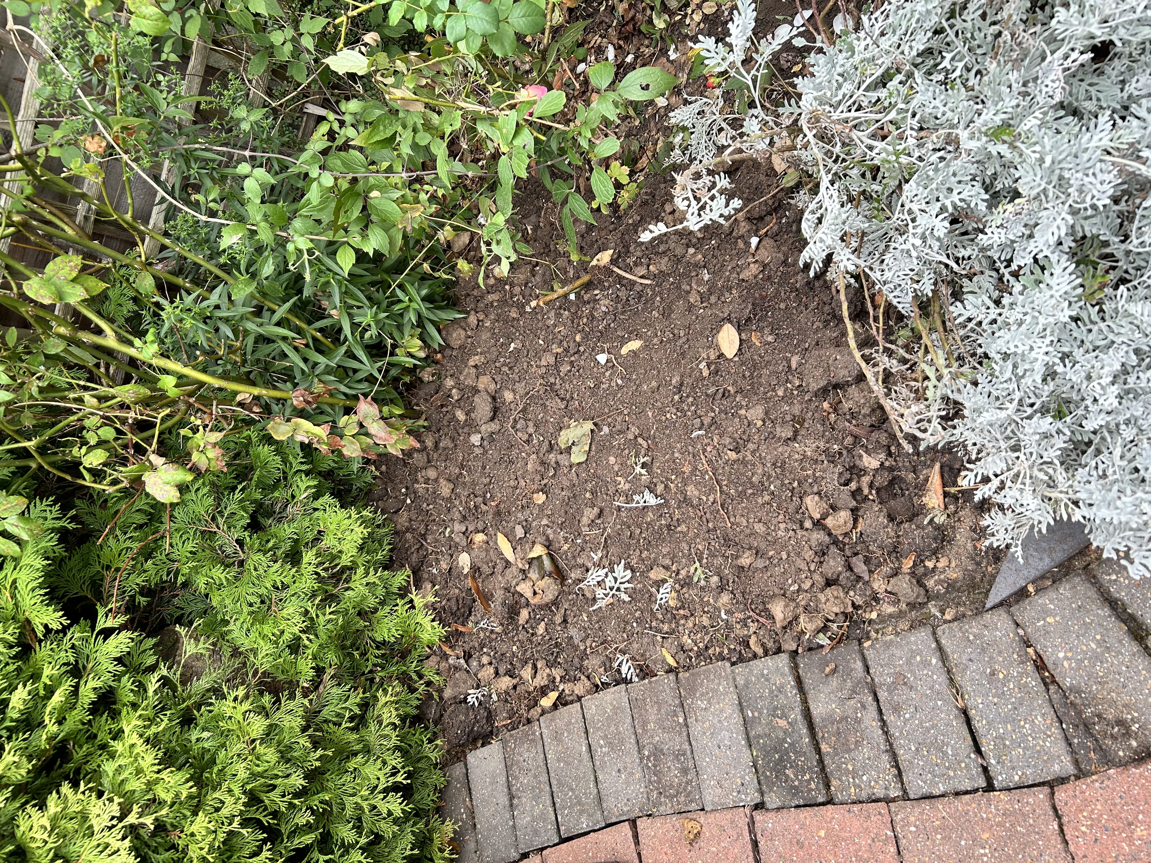 soiled area next to pathway